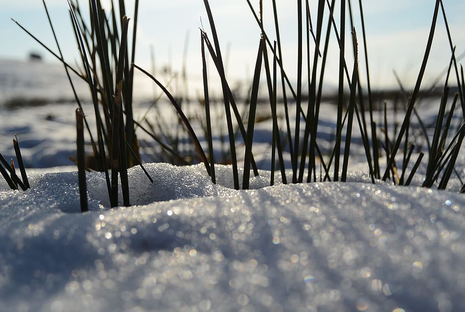 Grass, Ice, Nature, Cold, Winter, blade of grass, snow, cold temperature HD wallpaper