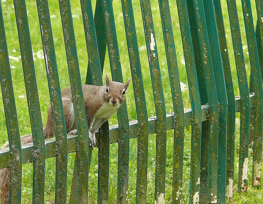 Squirrel, Gray, Between, The, Bars, one animal, animal wildlife HD wallpaper