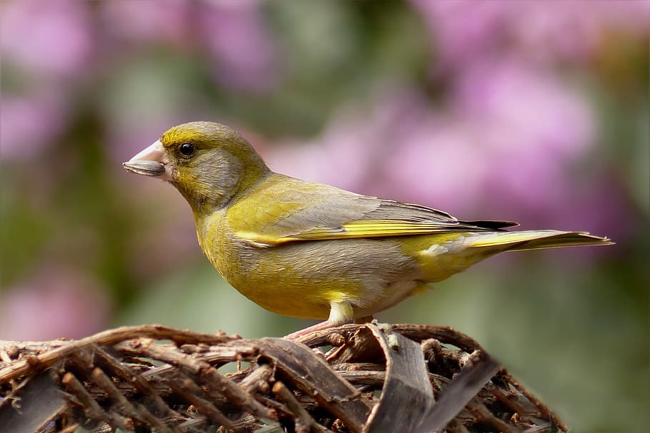 focus photography of Atlantic canary, greenfinch, bird, foraging