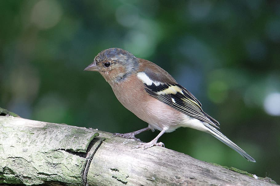chaffinch, wildlife, bird, animal wildlife, vertebrate, one animal HD wallpaper