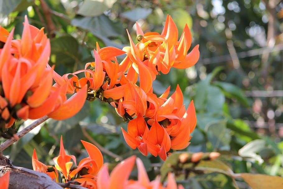 coral tree, erythrina caffra, flowers, orange flower, bright