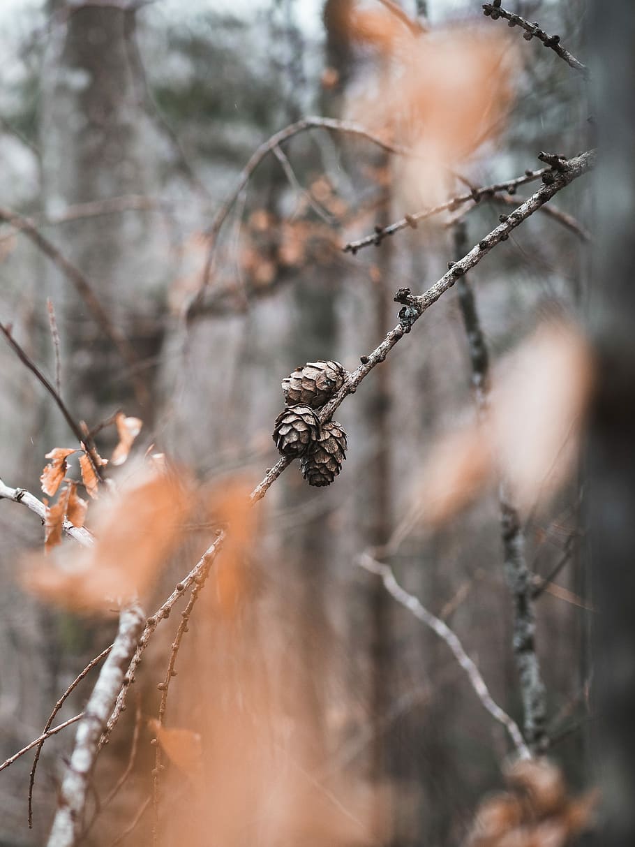 selective focus photo of brown pine tree, pine cone on tree selective focus photography HD wallpaper