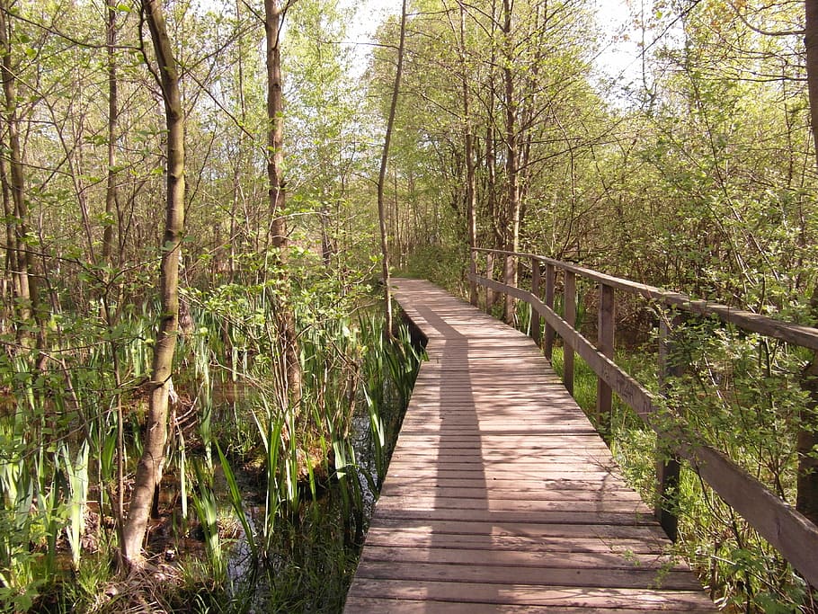 brown wooden bridge surrounded by green trees, moor, web, light HD wallpaper