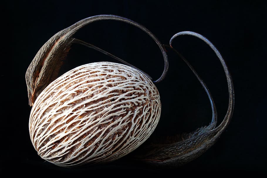 seed, worn, lines, close, macro, shadow, texture, black background HD wallpaper