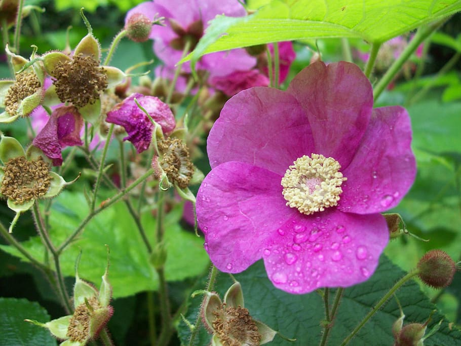 flower, summer, nature, plant, flowering plant, beauty in nature HD wallpaper