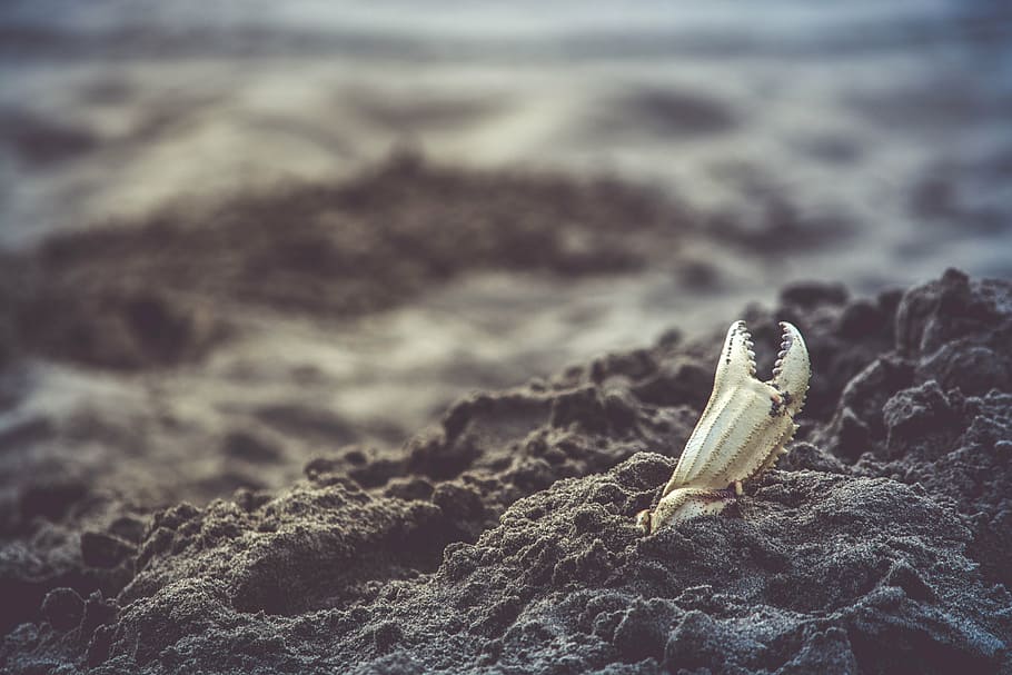 beach, burried, claw, landscape, outdoors, sand, seashore, nature HD wallpaper