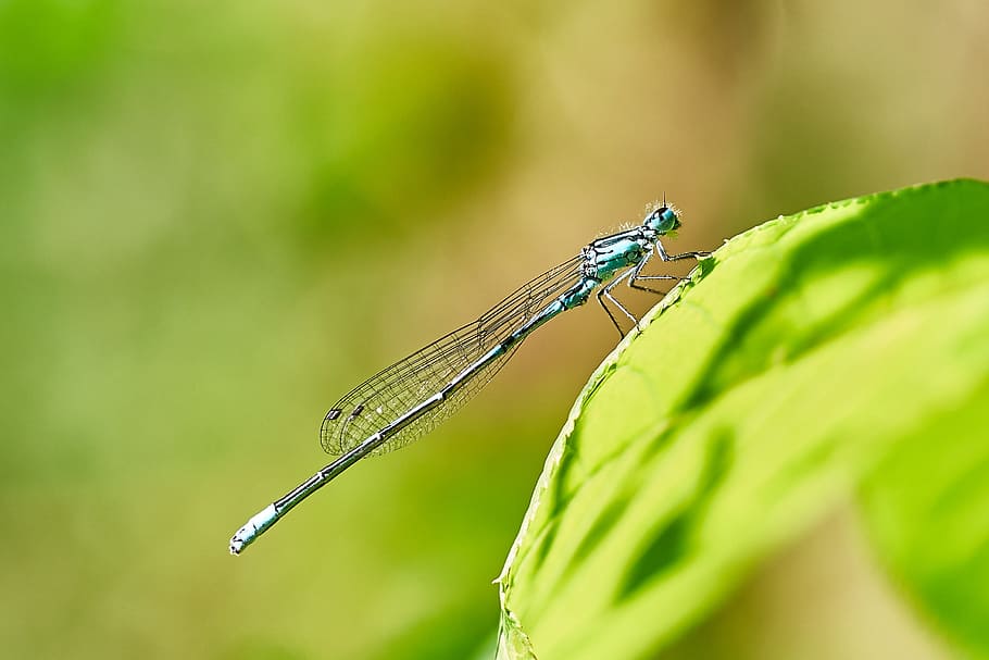 dragonfly, nature, close, insect, macro, animal, red dragonfly HD wallpaper