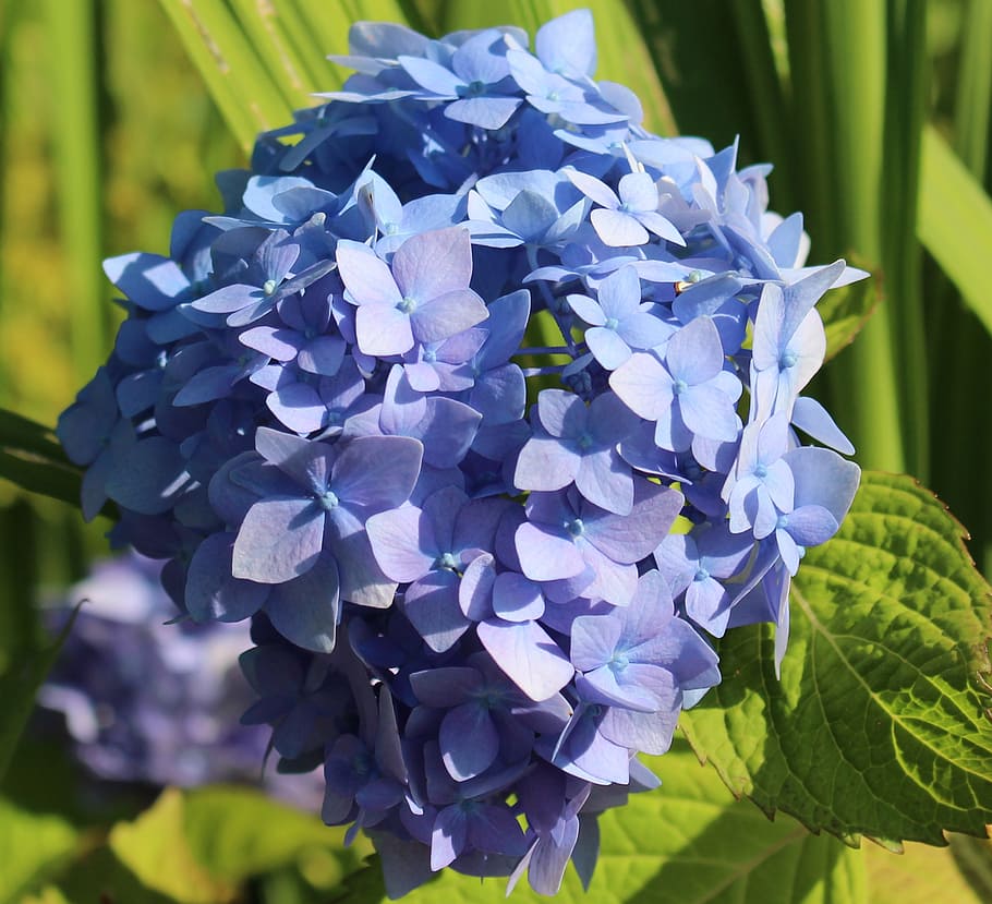 Hydrangea, Blossom, Bloom, blue, shrub plant, detail, nature HD wallpaper