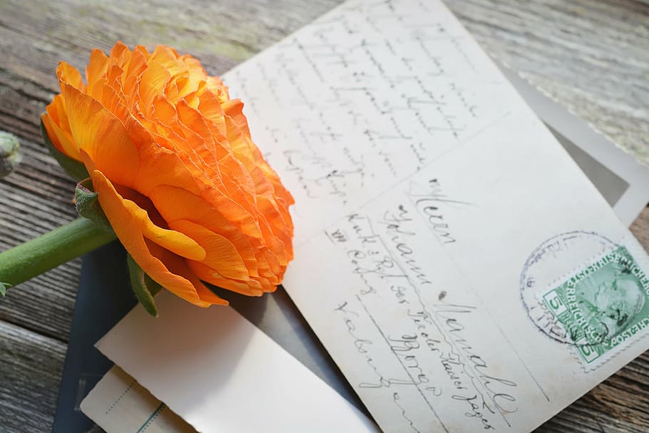 orange petaled flower on white mail card, ranunculus, blossom HD wallpaper