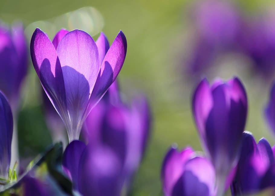 selective focus photo of purple petaled flower, crocus, blossom HD wallpaper
