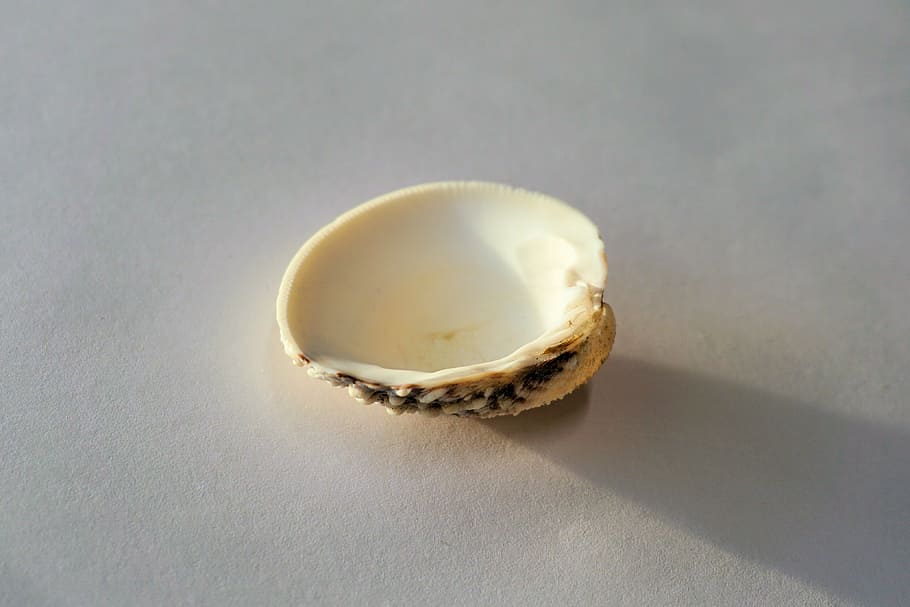 shell, sea, water, beach, nature, sand beach, holiday, souvenir HD wallpaper