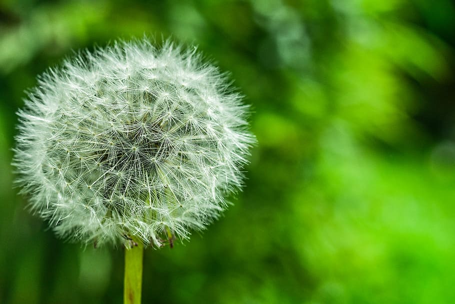 dandelion, approach, nature, plant, flower, beauty in nature HD wallpaper