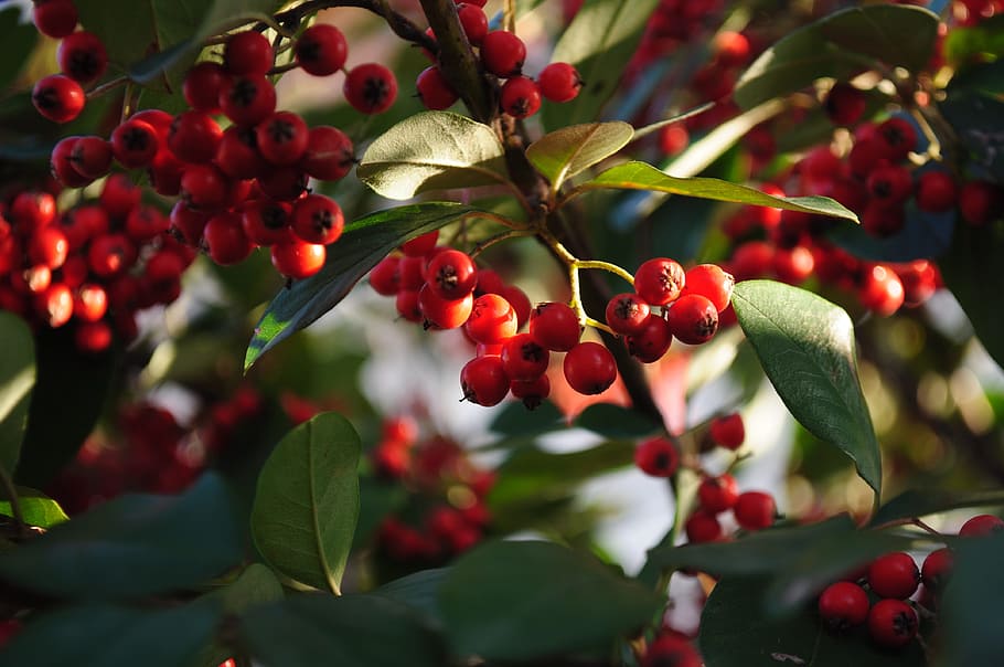 nature, fruit, leaf, tree, food and drink, plant part, red HD wallpaper