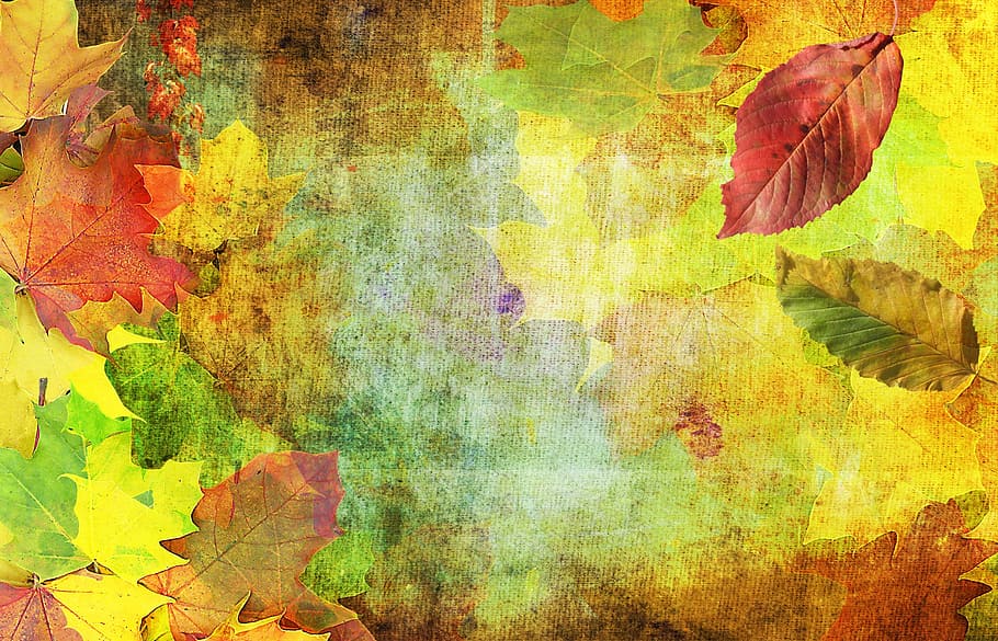 assorted leaves painting, autumn, background, emerge, october HD wallpaper