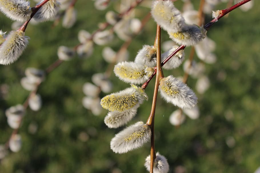 Spring, Verba, Willow, Kidney, Macro, dissolved, nature, growth HD wallpaper