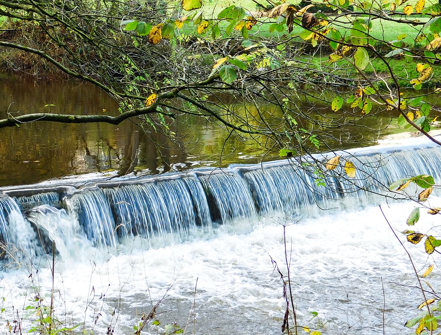 waterfall, river, forest, branches, tree, plant, beauty in nature HD wallpaper