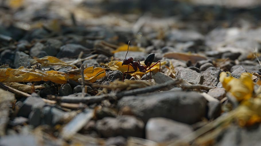 animal, ant, insect, selective focus, invertebrate, animal wildlife HD wallpaper