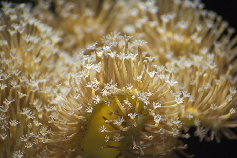 coral, toadstool, saltwater, close-up, yellow, freshness, no people HD wallpaper