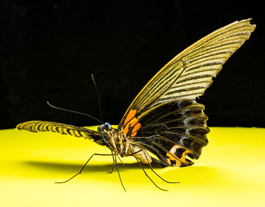 black and brown butterfly, insect, animals in the wild, one animal HD wallpaper