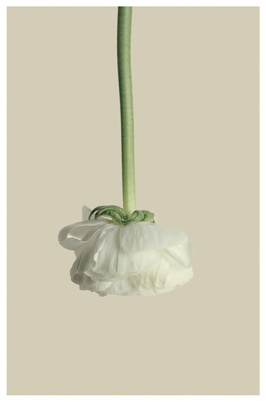 closeup photo of white rose, ranunculus, flower, blossom, bloom HD wallpaper