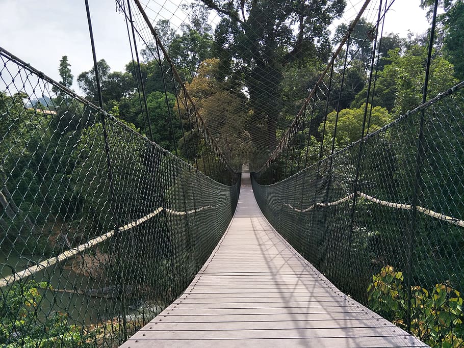 nature, bridge, tropical, canopywalk, footbridge, connection HD wallpaper