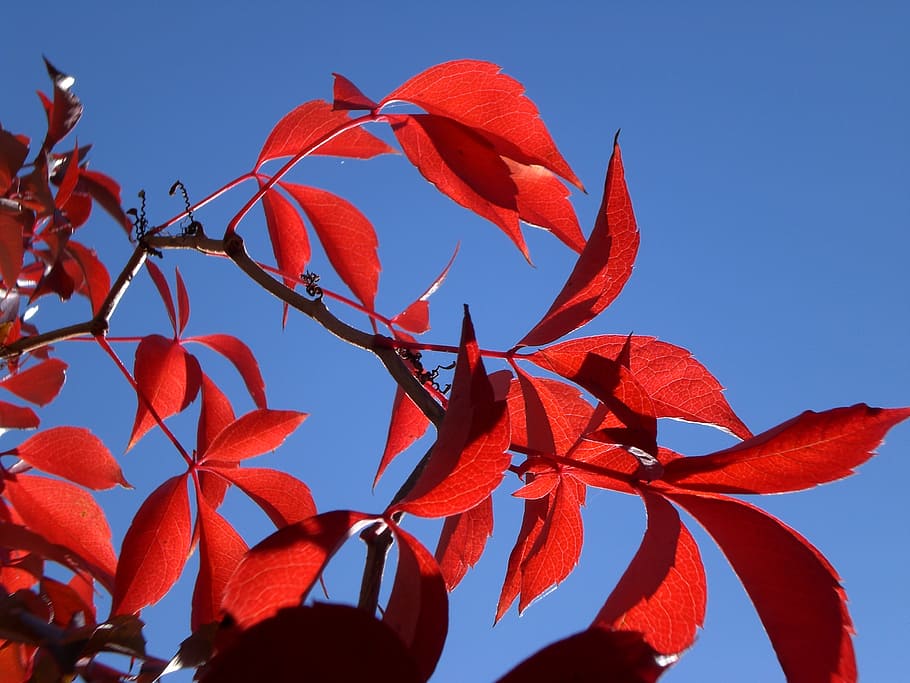 sun, red, leaves, autumn, plant, leaf, plant part, sky, beauty in nature HD wallpaper