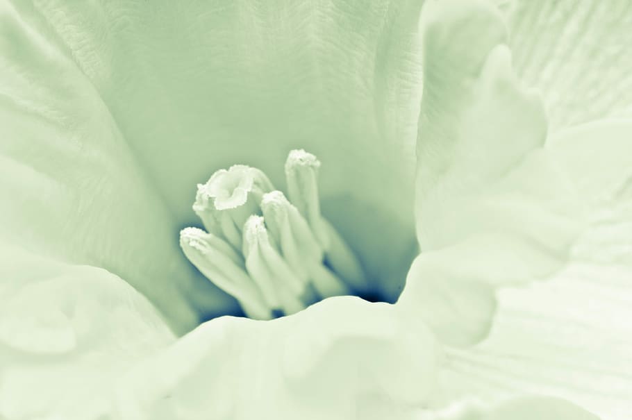 Macro, Flower, Daffodil, nature, close-up, white, backgrounds HD wallpaper