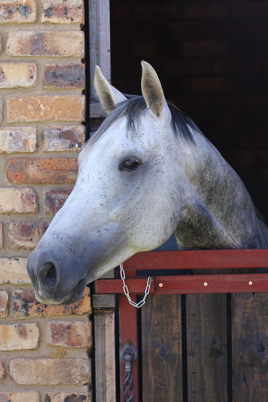 Dapple Grey Horse Head