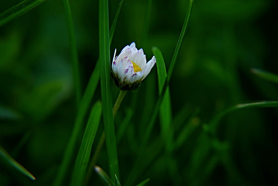 daisy, flower, macro, blade, green, white, yellow, lawn, grass HD wallpaper