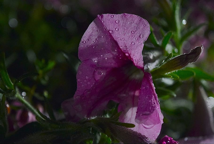 flower, night, rain, dew, nature, garden, plant, green, summer HD wallpaper