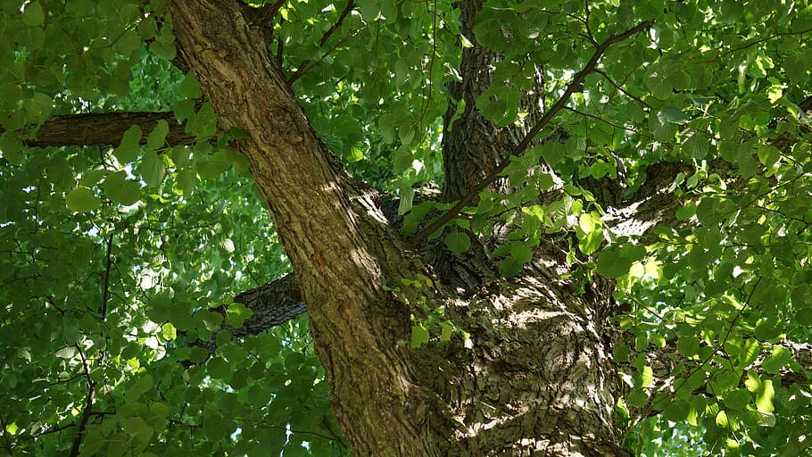 deciduous tree, linden, green, solid body, plant, leaf, growth HD wallpaper