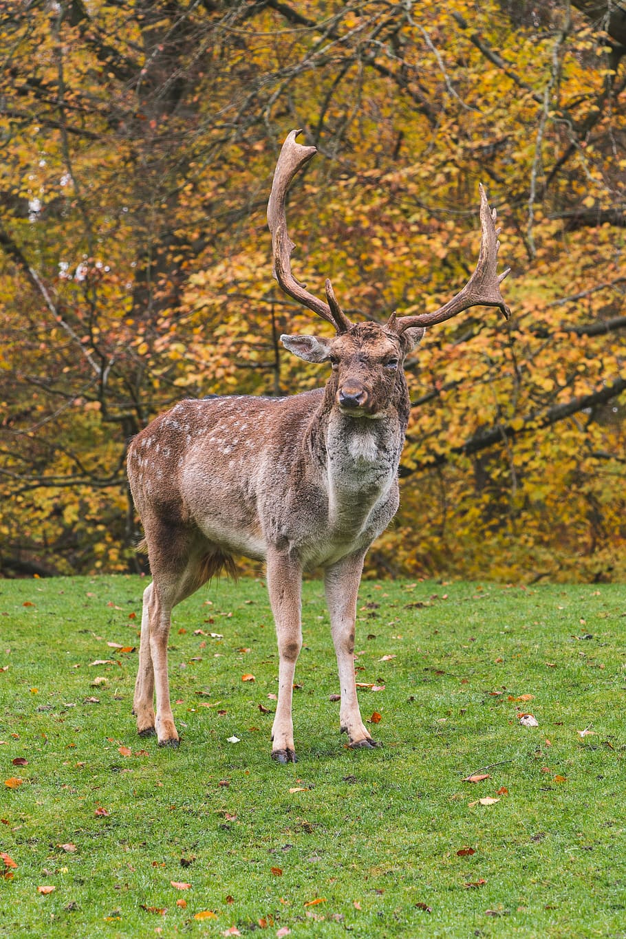 brown deer, antler, spots, fur, wild, animal themes, mammal HD wallpaper