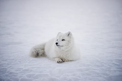 short-coated white wolf laying on white surface, white and gray animal lying on white snow at daytime HD wallpaper