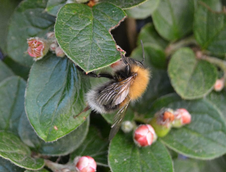 hummel, blossom, bloom, insect, close, nature, bee, pollination HD wallpaper