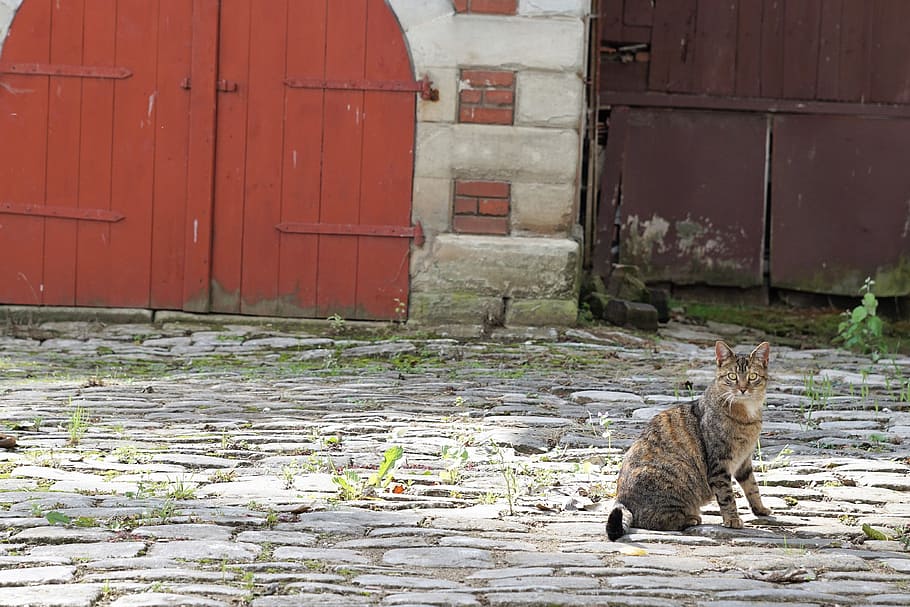 cat, patch, summer, animal, mieze, pet, afternoon rest, next HD wallpaper