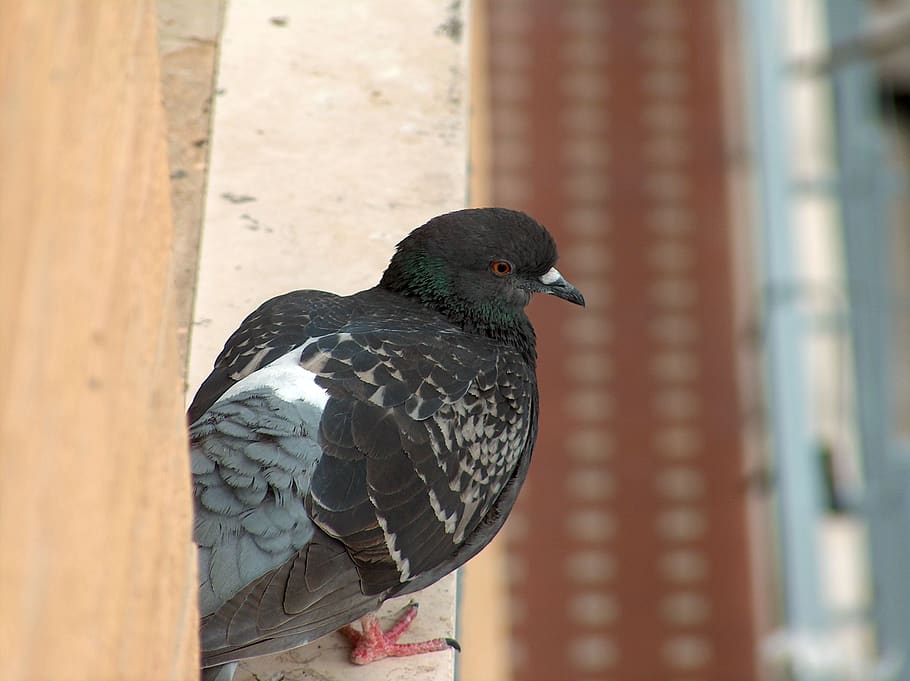 pigeon, volatile, ali, beak, bird, animal, animal world, feathers, HD wallpaper