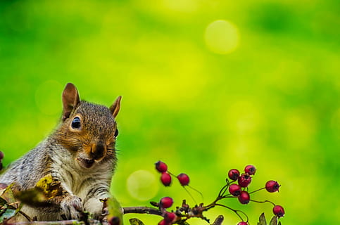 shallow focus photo of squirell, squirrel, outdoor, wallpaper HD wallpaper