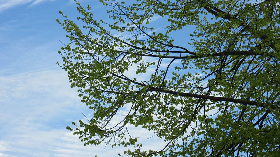 branches, leaves, sky, green, spring, frisch, nature, cheerful HD wallpaper
