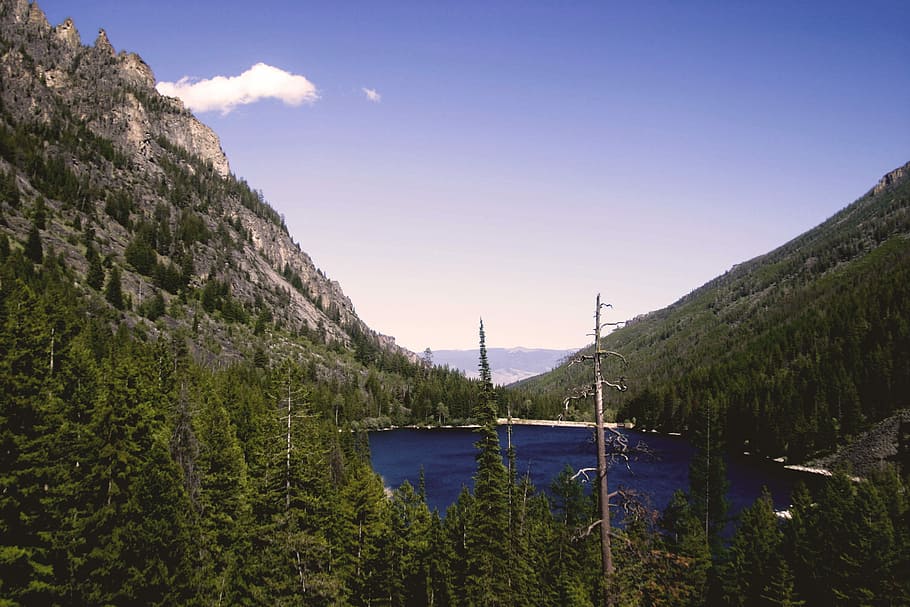 lake in the middle of pine forest by a mountain during day, field of tall trees during daytime HD wallpaper