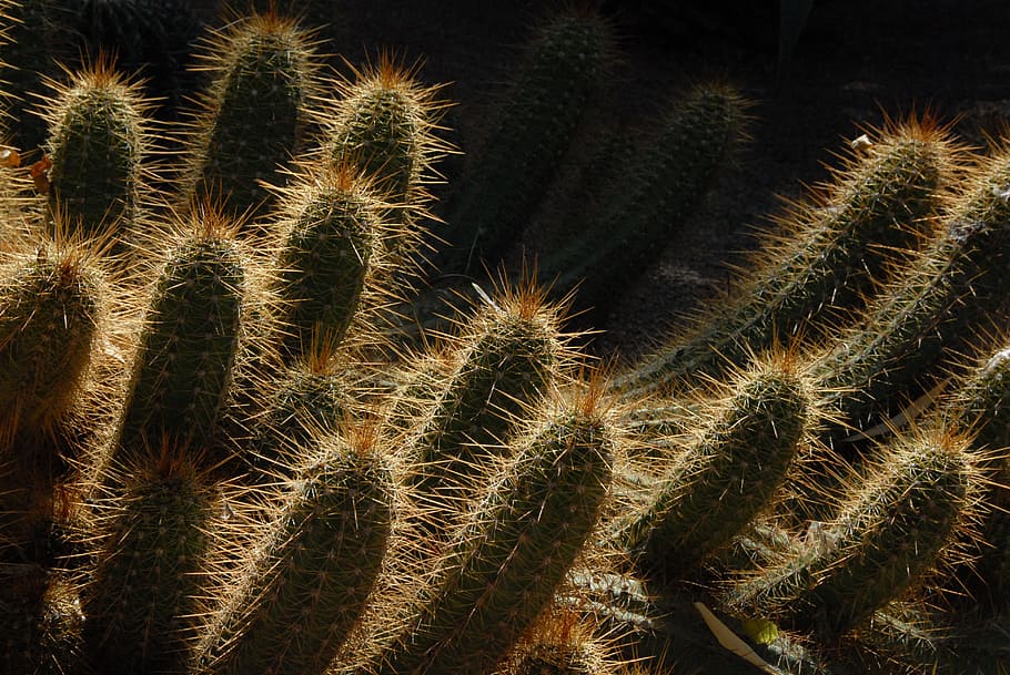 close-up photography of green cactus, morocco, garden, light HD wallpaper