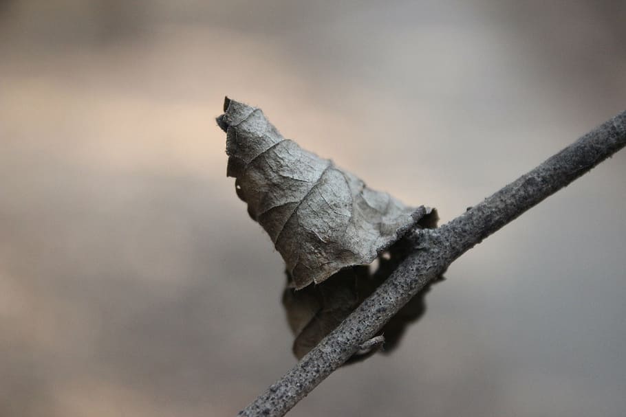 macro, leaf, garden, growth, healthy, vein, white, botanical HD wallpaper