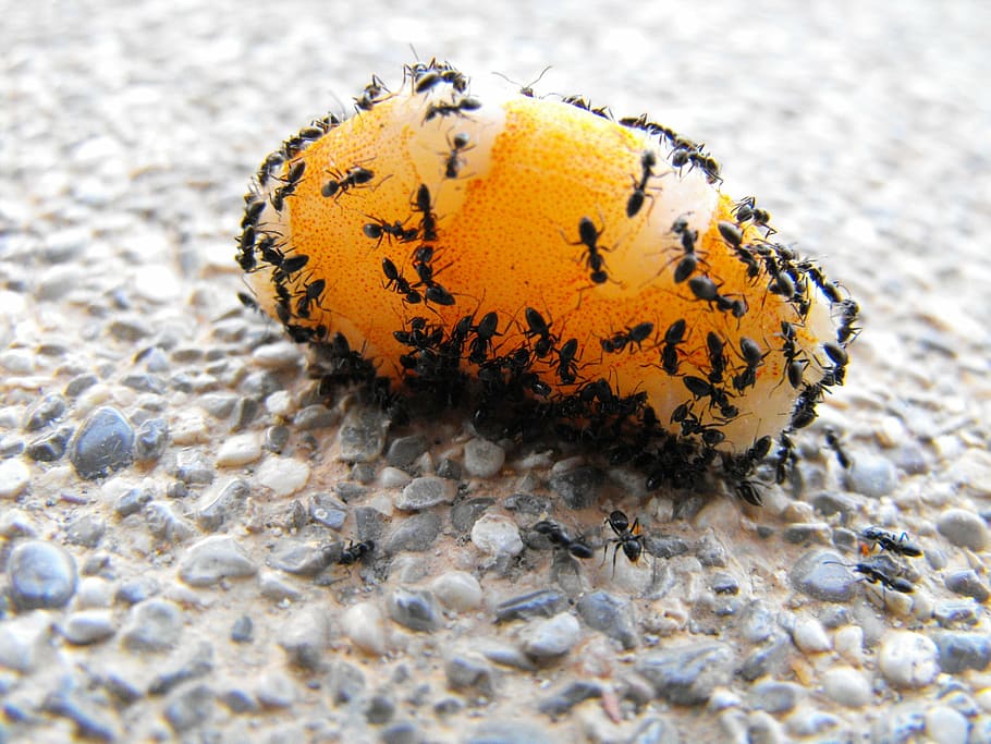 ant, macro, insect, macro photography, close, animal, eat, crab HD wallpaper