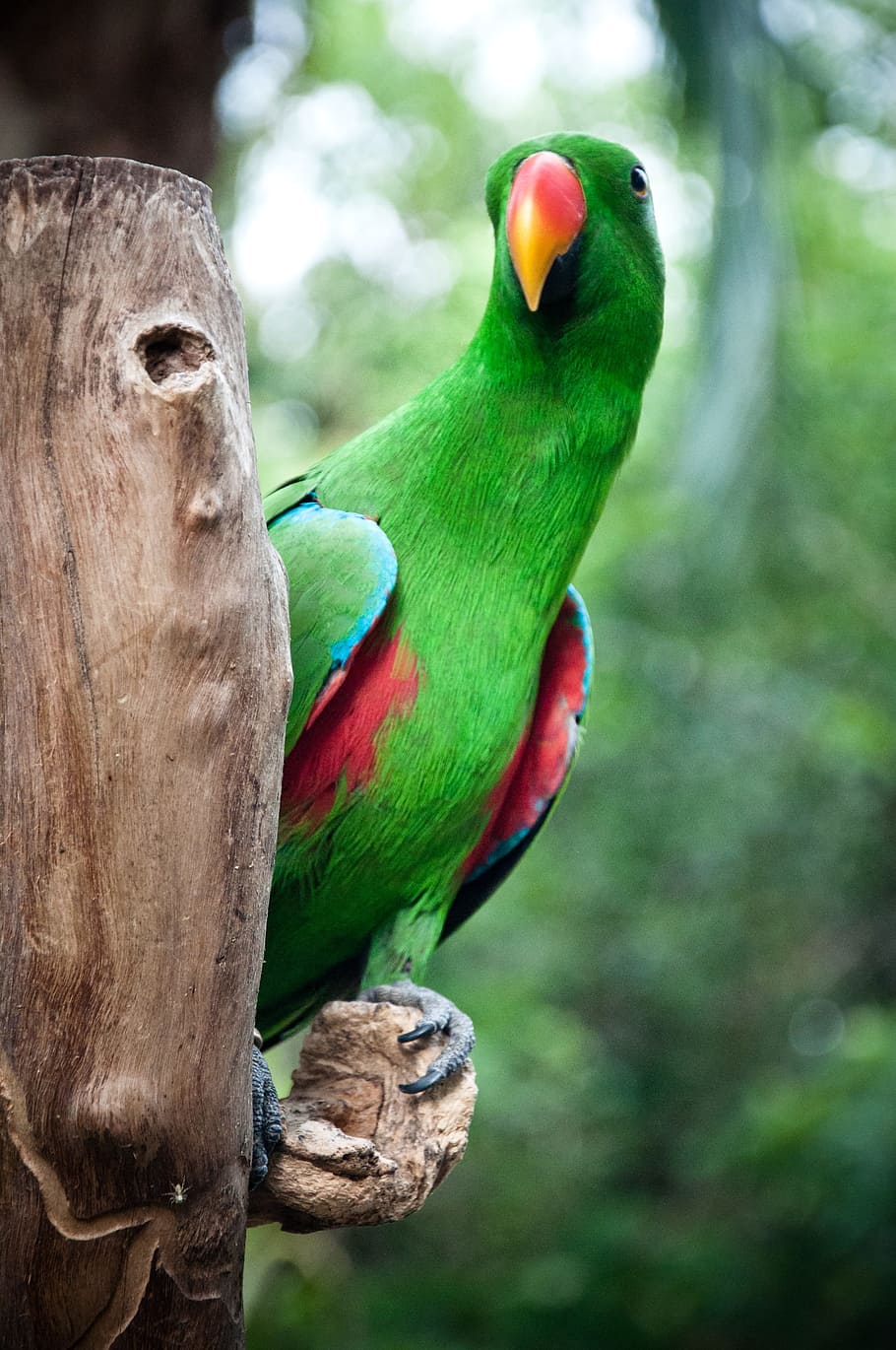 Parrot, Macaw, Bird, Pets, Cute, green, animals in the wild HD wallpaper