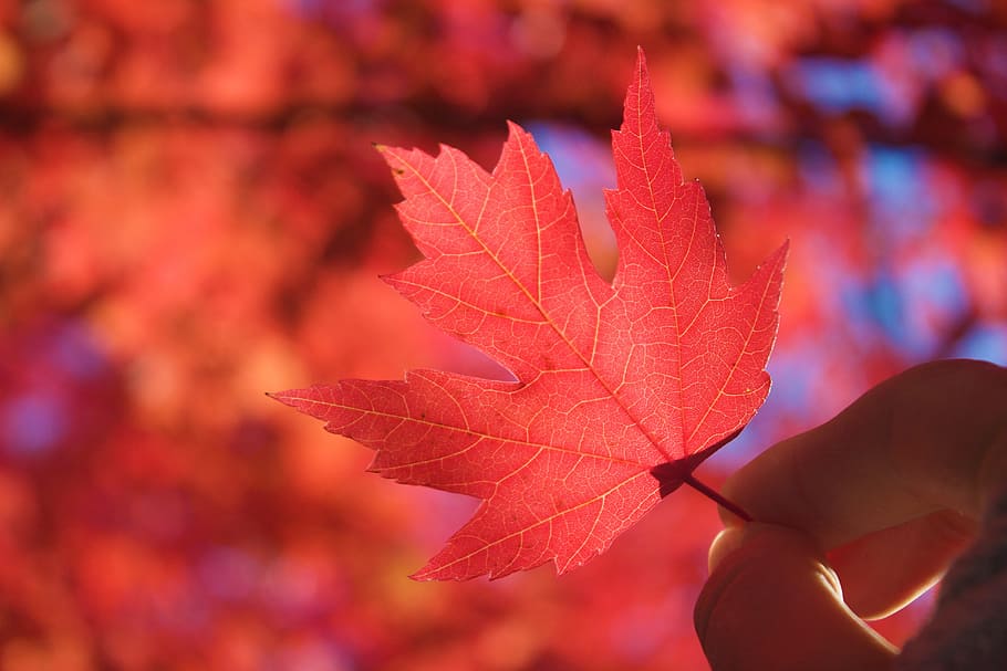 red maple leaf, autumn, fall, nature, season, autumn leaves HD wallpaper
