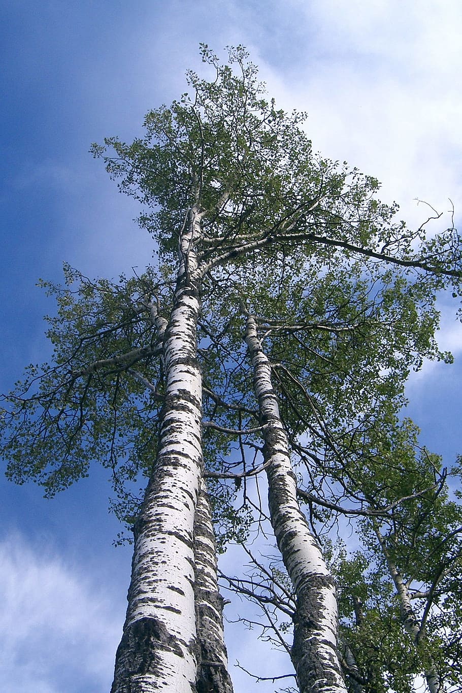 Nature, Tree, Birch, Landscape, Log, sky, forest, branch, outdoors HD wallpaper