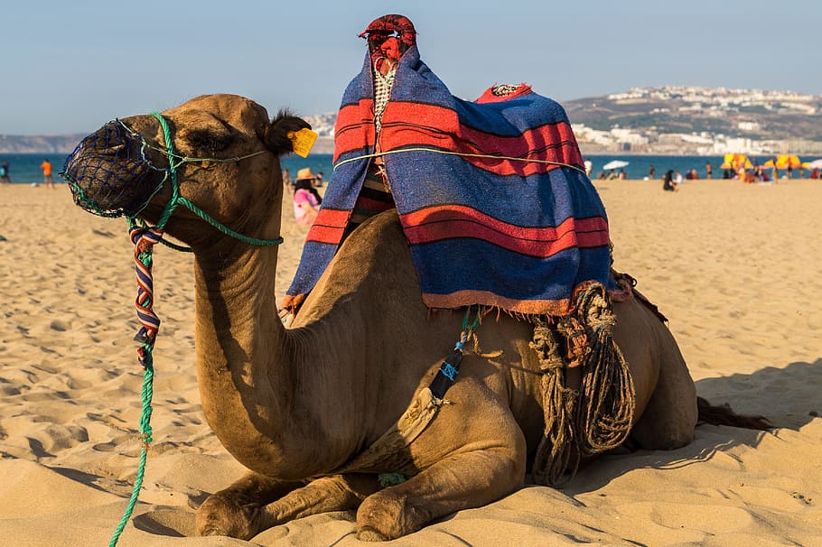 camel, dromedary, beach, desert, morocco, sahara, desert ship HD wallpaper