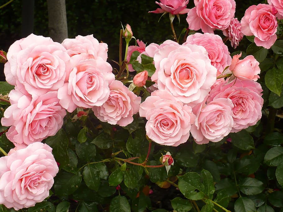 closeup photo of pink petaled flowers, roses, plant, fresh, botanical, HD wallpaper
