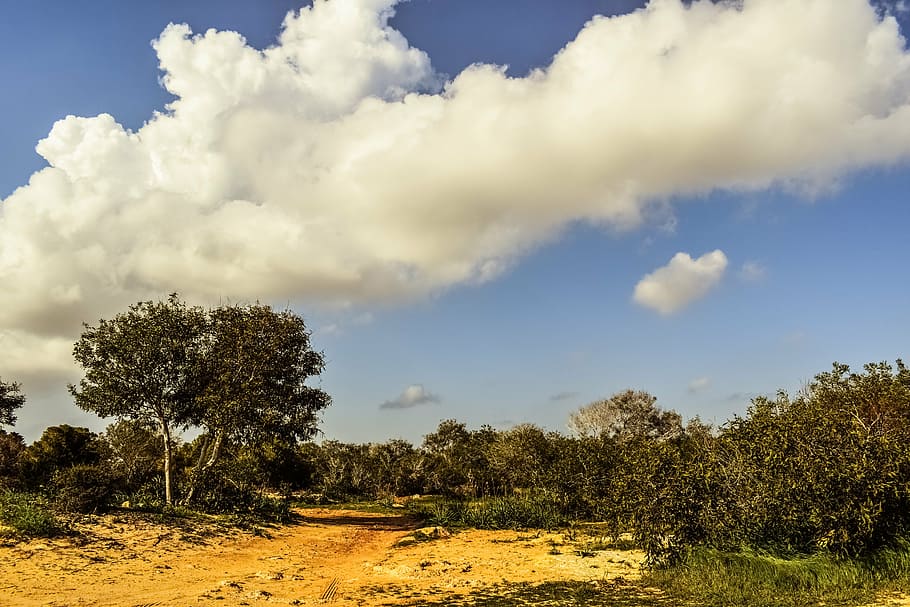 coppice, copse, forest, trees, glade, sky, clouds, nature, makronissos HD wallpaper