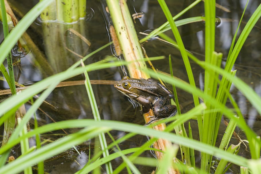 frog, water, high, one animal, animal themes, animal wildlife HD wallpaper