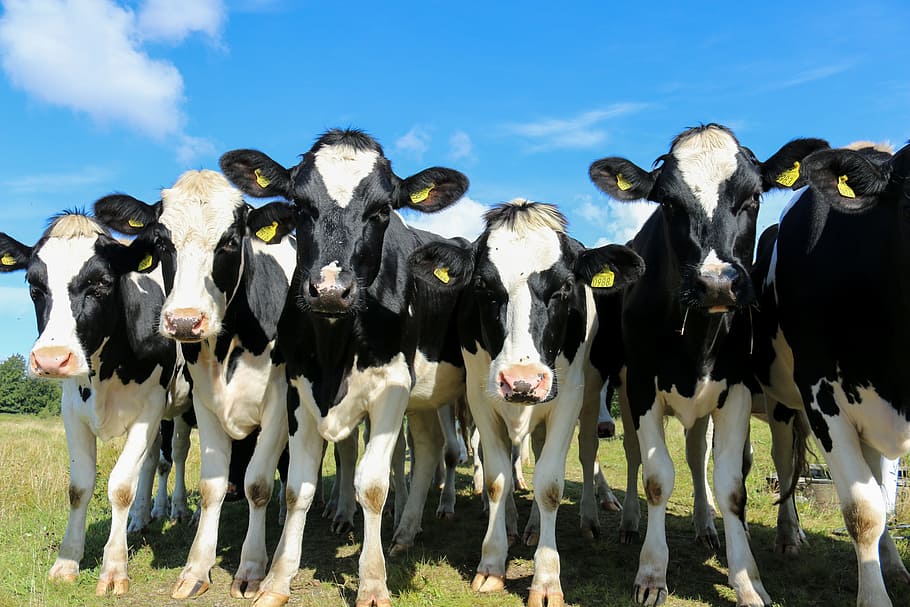 white-and-black cows under blue sky, curious, ko, steers, heifers, HD wallpaper